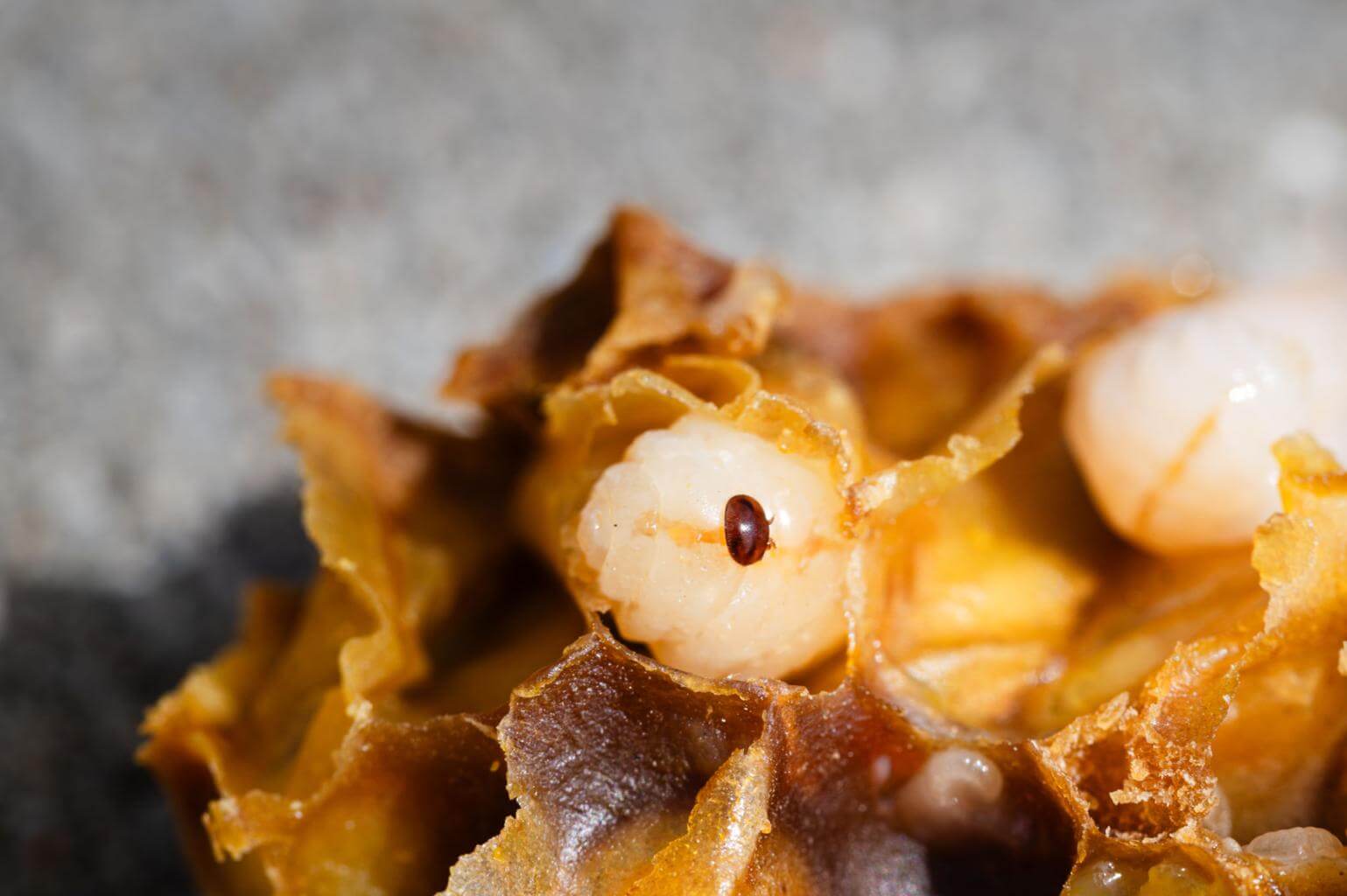 varroa